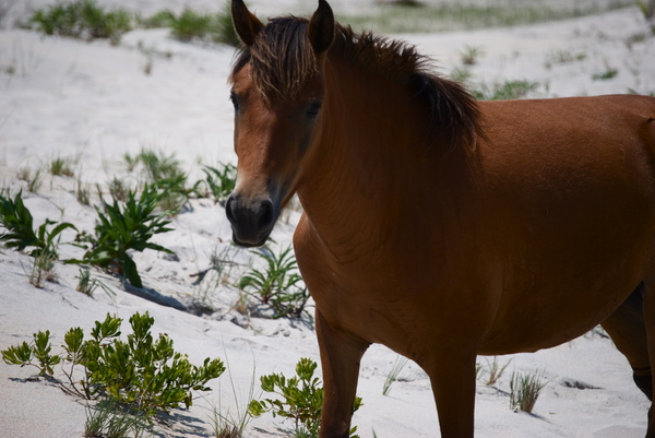 Horses of Assateague Island